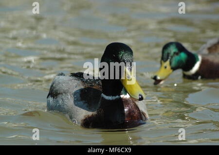 2 canards au frais dans le Warwick gardens Banque D'Images