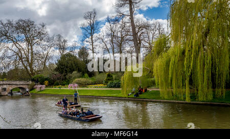 Cambridge, Cambridgeshire, Royaume-Uni - le 8 avril 2016. Barques touristiques à rivière Cam par une belle journée ensoleillée, Cambridge, Cambridgeshire Banque D'Images