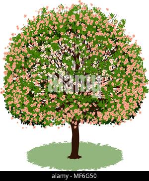 Bel arbre avec des fleurs Illustration de Vecteur