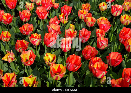 Tulipes hollandaises couleur saumon (Tulipa), champ de tulipes, Bollenstreek, Lisse, Pays-Bas Banque D'Images