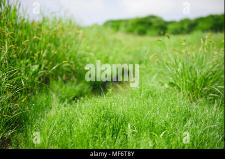 Matin vert frais pelouse fond macro closeup Banque D'Images