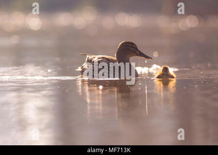 Female mallard (Anas platyrhynchos) (à gauche) et de la natation dans l'eau. Photographié en Israël, en avril Banque D'Images