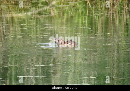 Loutre d'Europe (Lutra lutra) dans une rivière Banque D'Images