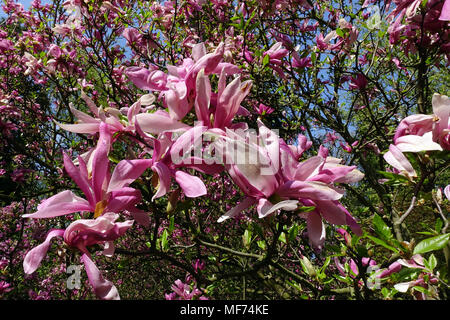 Magnolia Susan floraison arbre beauté Banque D'Images