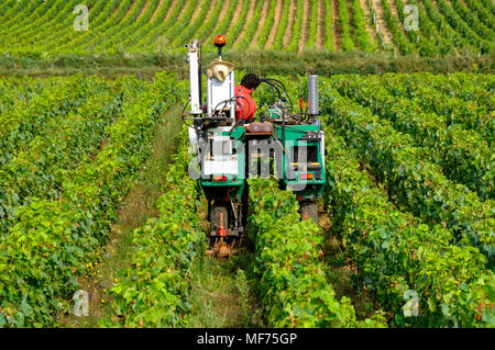 Tracteur en vigne de Bourgogne. Côte d'Or. Bourgogne Franche Comte. France Banque D'Images