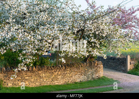 Matin soleil de printemps sur les cerisiers en fleurs dans le village de Chadlington, Oxfordshire, Angleterre Banque D'Images