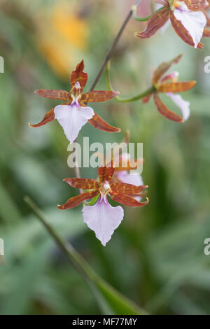 Odontoglossum bictoniense . Fleur orchidée terrestre Banque D'Images