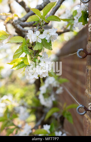 Prunus avium. Cherry sunburst blossom à RHS Wisley Gardens, Surrey, Angleterre Banque D'Images