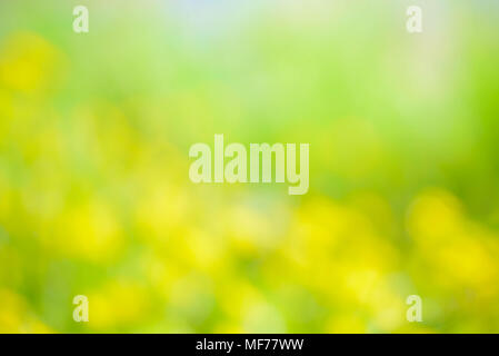 Vert printemps flou artistique flou prairie avec des fleurs jaunes Banque D'Images