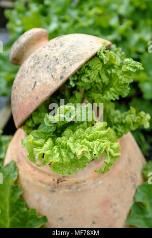 La rhubarbe, fruit d'un pot en terre cuite de la rhubarbe de forçage Banque D'Images