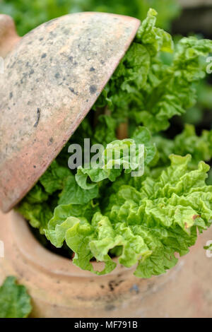 La rhubarbe, fruit d'un pot en terre cuite de la rhubarbe de forçage Banque D'Images