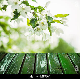 Arrière-plan avec des fleurs de printemps fleurs, feuilles vertes et vide la caisse en bois Banque D'Images