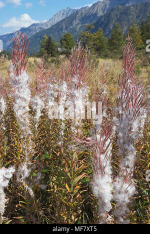 Rosebay willowherb (Epilobium angustifolium) seedhead et la poussière à l'automne - Alpes italiennes - Trentino - Italie Banque D'Images