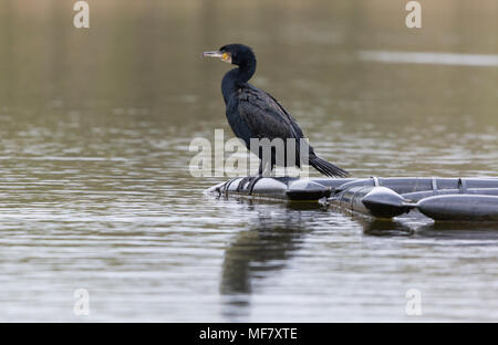 Shag posant sur ponton dans un lac Falmouth Banque D'Images