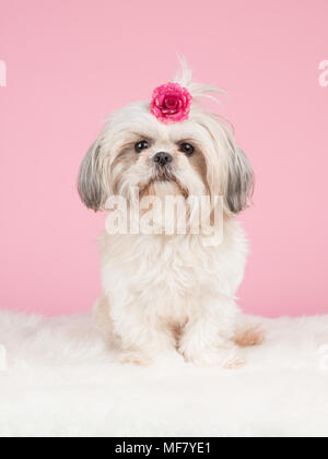 Sweet shih-tzu chien assis portant un noeud rose à un backgrond rose Banque D'Images