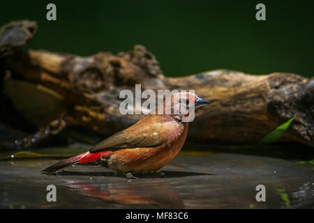 Jameson's firefinch Mapungubwe national park, en Afrique du Sud ; Espèce Lagonosticta rhodopareia famille des Estrildidae Banque D'Images