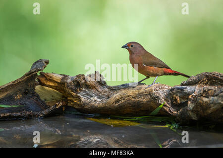 Jameson's firefinch Mapungubwe national park, en Afrique du Sud ; Espèce Lagonosticta rhodopareia famille des Estrildidae Banque D'Images