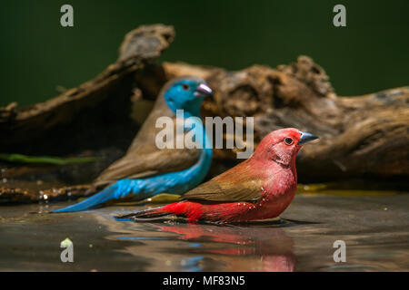 Jameson's, pinsons et bud-breasted cordonbleu dans Mapungwe national park, Afrique du Sud ; Espèce Lagonosticta rhodopareia et Uraeginthus angolensis Banque D'Images