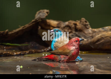 Jameson's, pinsons et bud-breasted cordonbleu dans Mapungwe national park, Afrique du Sud ; Espèce Lagonosticta rhodopareia et Uraeginthus angolensis Banque D'Images