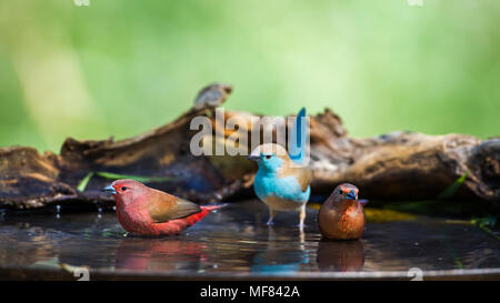 Jameson's, pinsons et bud-breasted cordonbleu dans Mapungwe national park, Afrique du Sud ; Espèce Lagonosticta rhodopareia et Uraeginthus angolensis Banque D'Images