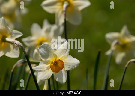 Blanc à la fraîche avec les Orange Centers à jonquilles Ripley Castle, North Yorkshire, Angleterre, Royaume-Uni. Banque D'Images