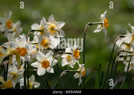 Blanc de printemps les jonquilles avec Orange Centers. Banque D'Images