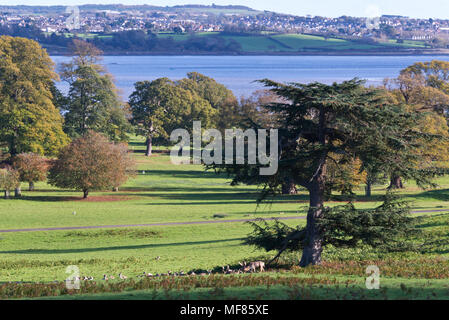 Le daim à Powderham Castle Deer Park sur les rives de l'estuaire de l'Exe Devon, Angleterre. Le château abrite le comte et la Comtesse de Devon Banque D'Images