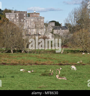 Powderham Castle, accueil à la famille de Courtenay, le comte et la Comtesse de Devon, avec son parc aux Daims sur les rives de l'estuaire d'Exe Devon, Angleterre Banque D'Images