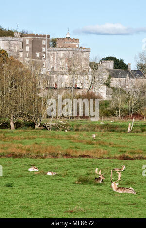 Powderham Castle, accueil à la famille de Courtenay, le comte et la Comtesse de Devon, avec son parc aux Daims sur les rives de l'estuaire d'Exe Devon, Angleterre Banque D'Images