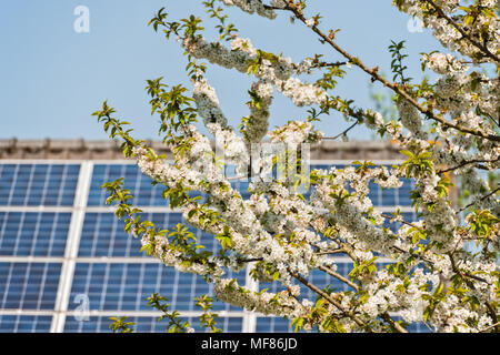 Fleur de printemps prunus avium le merisier ou cerisier doux sur l'arrière-plan vous voyez un toit avec des panneaux solaires Banque D'Images