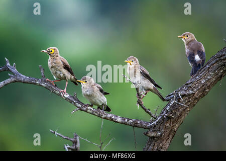 Réorganisation de Starling dans le parc national de Mapungubwe, Afrique du Sud ; Espèce Creatophora cinerea famille des Sturnidae Banque D'Images