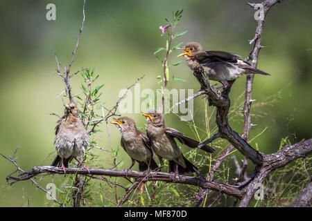 Réorganisation de Starling dans le parc national de Mapungubwe, Afrique du Sud ; Espèce Creatophora cinerea famille des Sturnidae Banque D'Images