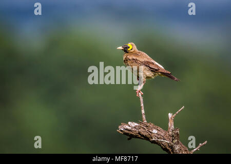 Réorganisation de Starling dans le parc national de Mapungubwe, Afrique du Sud ; Espèce Creatophora cinerea famille des Sturnidae Banque D'Images