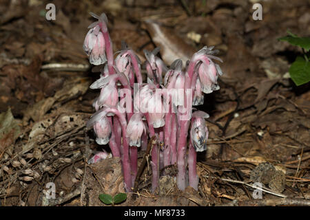 Une grappe de fleurs Indian pipe affichant une coloration rose. Banque D'Images