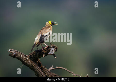 Réorganisation de Starling dans le parc national de Mapungubwe, Afrique du Sud ; Espèce Creatophora cinerea famille des Sturnidae Banque D'Images