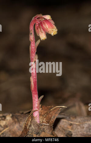 Un pinesap en fleurs. Banque D'Images