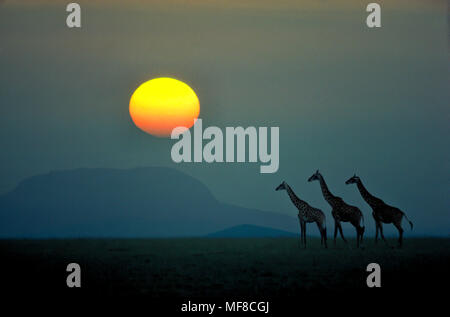 Girafe au coucher du soleil, le Parc National du Serengeti, Tanzanie Banque D'Images