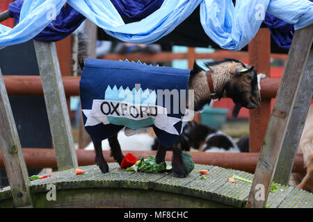 Hamish (Oxford) remporte la course de chèvres. Au cours de la concurrence les chèvres Hamish (Oxford) et Hugo (Cambridge) La race de chèvre à Spitalfields City Farm dans l'Est de Londres. La collecte de fonds annuelle, qui a lieu le même jour que l'Oxford et Cambridge Boat Race, où deux chèvres, un nommé 'Oxford', l'autre 'Cambridge', allant de l'avertisseur sonore klaxon pour être couronné roi Billy. Comprend : Hamish (Oxford) où : London, Royaume-Uni Quand : 24 Mar 2018 Crédit : Dinendra Haria/WENN Banque D'Images