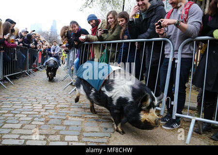 Hamish (Oxford) remporte la course de chèvres. Au cours de la concurrence les chèvres Hamish (Oxford) et Hugo (Cambridge) La race de chèvre à Spitalfields City Farm dans l'Est de Londres. La collecte de fonds annuelle, qui a lieu le même jour que l'Oxford et Cambridge Boat Race, où deux chèvres, un nommé 'Oxford', l'autre 'Cambridge', allant de l'avertisseur sonore klaxon pour être couronné roi Billy. En vedette : la race porcine où : London, Royaume-Uni Quand : 24 Mar 2018 Crédit : Dinendra Haria/WENN Banque D'Images