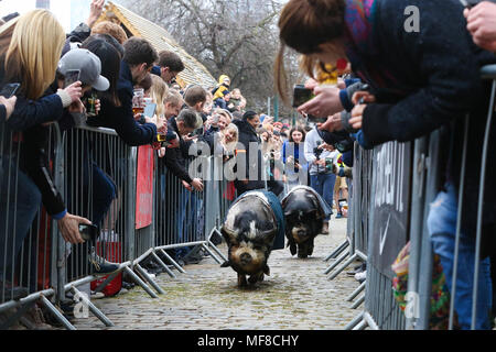 Hamish (Oxford) remporte la course de chèvres. Au cours de la concurrence les chèvres Hamish (Oxford) et Hugo (Cambridge) La race de chèvre à Spitalfields City Farm dans l'Est de Londres. La collecte de fonds annuelle, qui a lieu le même jour que l'Oxford et Cambridge Boat Race, où deux chèvres, un nommé 'Oxford', l'autre 'Cambridge', allant de l'avertisseur sonore klaxon pour être couronné roi Billy. En vedette : la race porcine où : London, Royaume-Uni Quand : 24 Mar 2018 Crédit : Dinendra Haria/WENN Banque D'Images