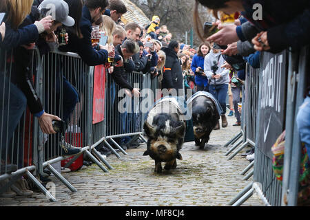 Hamish (Oxford) remporte la course de chèvres. Au cours de la concurrence les chèvres Hamish (Oxford) et Hugo (Cambridge) La race de chèvre à Spitalfields City Farm dans l'Est de Londres. La collecte de fonds annuelle, qui a lieu le même jour que l'Oxford et Cambridge Boat Race, où deux chèvres, un nommé 'Oxford', l'autre 'Cambridge', allant de l'avertisseur sonore klaxon pour être couronné roi Billy. En vedette : la race porcine où : London, Royaume-Uni Quand : 24 Mar 2018 Crédit : Dinendra Haria/WENN Banque D'Images