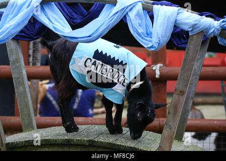 Hamish (Oxford) remporte la course de chèvres. Au cours de la concurrence les chèvres Hamish (Oxford) et Hugo (Cambridge) La race de chèvre à Spitalfields City Farm dans l'Est de Londres. La collecte de fonds annuelle, qui a lieu le même jour que l'Oxford et Cambridge Boat Race, où deux chèvres, un nommé 'Oxford', l'autre 'Cambridge', allant de l'avertisseur sonore klaxon pour être couronné roi Billy. Avec : Hugo (Cambridge) Où : London, Royaume-Uni Quand : 24 Mar 2018 Crédit : Dinendra Haria/WENN Banque D'Images