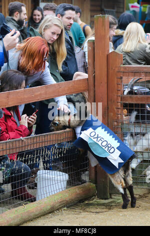 Hamish (Oxford) remporte la course de chèvres. Au cours de la concurrence les chèvres Hamish (Oxford) et Hugo (Cambridge) La race de chèvre à Spitalfields City Farm dans l'Est de Londres. La collecte de fonds annuelle, qui a lieu le même jour que l'Oxford et Cambridge Boat Race, où deux chèvres, un nommé 'Oxford', l'autre 'Cambridge', allant de l'avertisseur sonore klaxon pour être couronné roi Billy. Comprend : Hamish (Oxford) où : London, Royaume-Uni Quand : 24 Mar 2018 Crédit : Dinendra Haria/WENN Banque D'Images