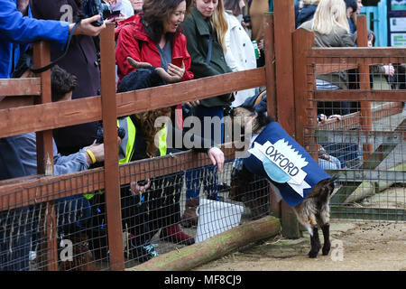 Hamish (Oxford) remporte la course de chèvres. Au cours de la concurrence les chèvres Hamish (Oxford) et Hugo (Cambridge) La race de chèvre à Spitalfields City Farm dans l'Est de Londres. La collecte de fonds annuelle, qui a lieu le même jour que l'Oxford et Cambridge Boat Race, où deux chèvres, un nommé 'Oxford', l'autre 'Cambridge', allant de l'avertisseur sonore klaxon pour être couronné roi Billy. Comprend : Hamish (Oxford) où : London, Royaume-Uni Quand : 24 Mar 2018 Crédit : Dinendra Haria/WENN Banque D'Images