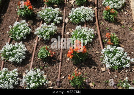 Les tuyaux d'irrigation au goutte à goutte dans un lit de fleur à Ramat Hanadiv jardins près de Zichron Ya'acov, Mount Carmel, Israël Banque D'Images