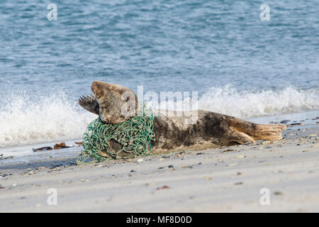 Joint gris couché sur la plage au piège dans un filet de pêcheur Banque D'Images