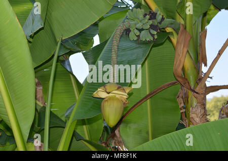Fleur de bananier luxuriante avec de petites bananes vertes Banque D'Images
