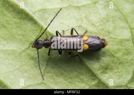 Vue dorsale du soldat Beetle Malthodes Malthinus sp. ou sp. Tipperary, Irlande Banque D'Images