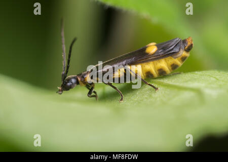 Soldat Beetle Malthodes Malthinus sp. ou sp. Marcher le long d'une feuille de bois. Tipperary, Irlande Banque D'Images