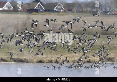 Bernache nonnette - Branta leucopsis Banque D'Images